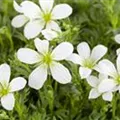 Saxifraga