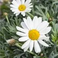 Leucanthemum
