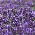 Lavandula angustifolia 'Hidcote Blue'