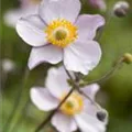 Anemone japonica