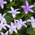 Campanula