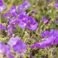 Geranium pratense 'Orion'