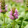 Prunella grandiflora 'Rosea'