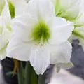 Hippeastrum 'Matterhorn'