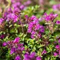 Thymus praecox 'Red Carpet'