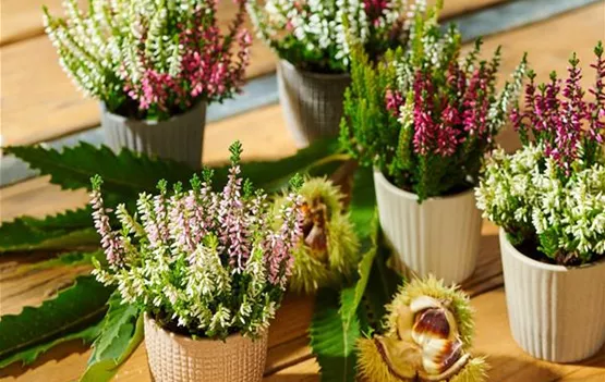 Calluna vulgaris Garden Girls Trio Mini.jpg