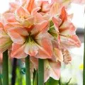 Hippeastrum 'Apricot Parfait'