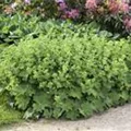 Alchemilla mollis