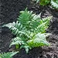 Polypodium vulgare