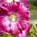 Alcea rosea