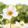 Anemone japonica 'Honorine Jobert'