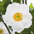 Anemone sylvestris