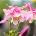 Aquilegia caerulea 'Spring Magic® Rose & White'