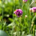 Armeria pseudarmeria 'Ballerina Purple Rose'