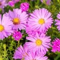 Aster dumosus 'Herbstgruß vom Bresserhof'