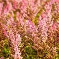 Astilbe chinensis var. taquetii