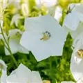 Campanula carpatica 'Weiße Clips'