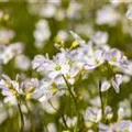 Cardamine pratensis