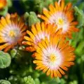 Delosperma cooperi 'Jewel of Desert'