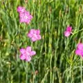 Dianthus deltoides 'Roseus'