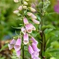 Digitalis purpurea, rosa