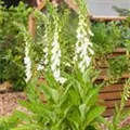 Digitalis purpurea, weiß