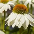 Echinacea purpurea 'PowWow® White'