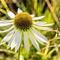 Echinacea purpurea, weiß