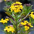 Erysimum suffruticosum 'Goldstaub'
