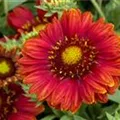Gaillardia x grandiflora 'Mesa'