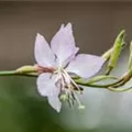 Gaura lindheimeri