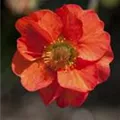 Geum chiloense 'Mrs. Bradshaw'