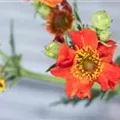 Geum coccineum, orange