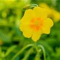 Helianthemum cultorum 'Golden Queen'