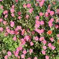 Helianthemum cultorum 'Lawrenson´s Pink'