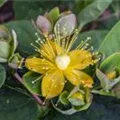 Hypericum androsaemum 'Orange Flair'