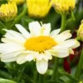 Leucanthemum x superbum 'Ooh La Lacreme'