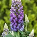 Lupinus polyphyllus, blau