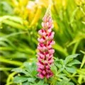 Lupinus polyphyllus, rot