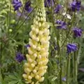 Lupinus polyphyllus