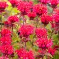 Monarda fistulosa 'Cambridge Scarlet'