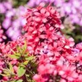Phlox paniculata 'Early® Red'