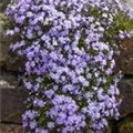 Phlox subulata, lila