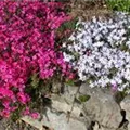 Phlox subulata 'Mc Daniel´s Cushion'