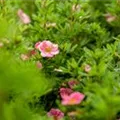 Potentilla nepalensis 'Miss Willmott'