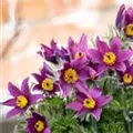 Pulsatilla vulgaris