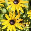 Rudbeckia fulgida var. sullivantii 'Goldsturm'