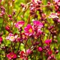 Saxifraga x arendsii 'Carpet Purple Robe'