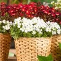 Arabis & Saxifraga Early SunPoly®