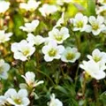 Saxifraga x arendsii 'White Pixie'